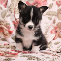 Dewy - Black and tan male Pembroke Welsh Corgi puppy in Plains, Montana from Diamond Corgis