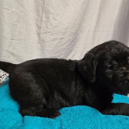 Black Male 3 - Black male Labrador Retriever puppy in Conway, Missouri from Patton's Triple Pine Farm