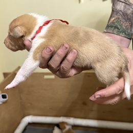 Girl 4 - female Collie puppy in Lonoke, Arkansas from Colley Collies