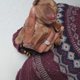 Sophie - Golden female Golden Retriever puppy in Milwaukee, Wisconsin from Pedigree Golden Retrievers