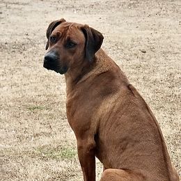 Roscoe - Rhodesian Ridgeback