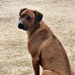 Roscoe - Rhodesian Ridgeback