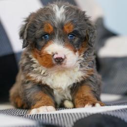 Emerald - Merle male Bernedoodle puppy in Dundee, Ohio from Down Home Doodle