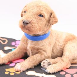 Blue - Apricot male Labradoodle puppy in Lexington Park, Maryland from SUNNY SIDE DOODLES