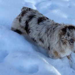 Quincy - Australian Shepherd