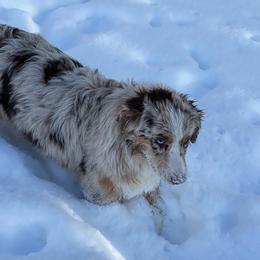 Quincy - Australian Shepherd