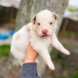 Finch - Merle male Pomsky puppy in Cleveland, Ohio from Lake Point Pomskies
