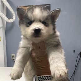 Storm - Gray and white male Siberian Husky puppy in Thomasville, Georgia from Southern Blues Siberian Huskies