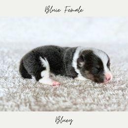Bluey - Blue female Pembroke Welsh Corgi puppy in Onalaska, Washington from Shoestring Valley Corgis