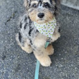 Romeo - Goldendoodle