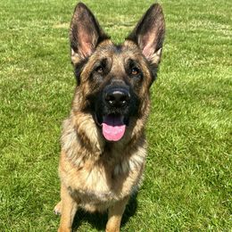 Nova - German Shepherd