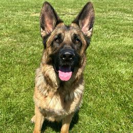Nova - German Shepherd