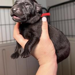 Red Collar Girl - Bi-color female German Shepherd puppy in Universal City, Texas from Jaxinhaus German Shepherds