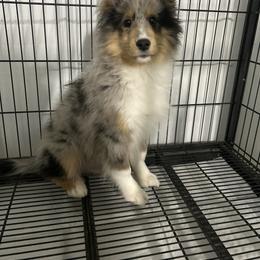 Romero - Blue merle white and tan male Shetland Sheepdog puppy in New Richmond, Ohio from Heaven’s Shelties