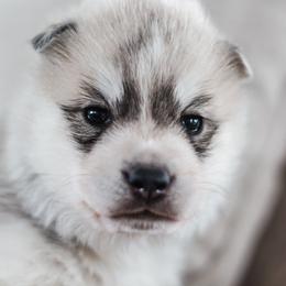 Siberian Husky Puppies from North River Siberians