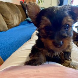 Yorkshire Terrier Puppies from Cutest AKC AZ Yorkies