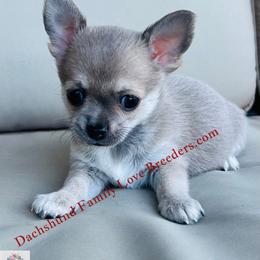 Sterling baby - Silver male Chihuahua puppy in Chino Valley, Arizona from Dachshund Family Love Breeders