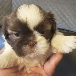 Star - Sable and white female Shih Tzu puppy in Victorville, California from RUMBLE n TUMBLE