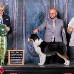 Miniature American Shepherds and Toy Australian Shepherds from MarLoWin Aussies