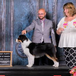 Miniature American Shepherds and Toy Australian Shepherds from MarLoWin Aussies
