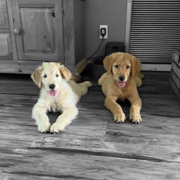 Goldendoodle Puppies from Muddy Acre Pups