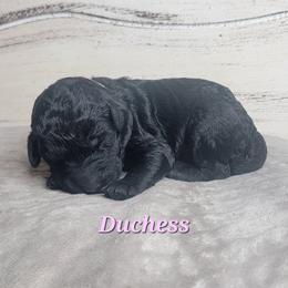 Duchess (Pink Collar) - Black female Goldendoodle puppy in Scurry, Texas from 07 Seven Oaks Goldens and Doodles