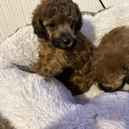 Goldendoodle and Poodle Puppies from South Sound Doodles