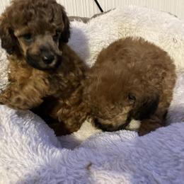 Goldendoodle and Poodle Puppies from South Sound Doodles