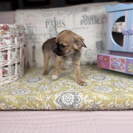 Clementine - Sable female Mi-Ki puppy in Prospect Heights, Illinois from Metro Mi-kis