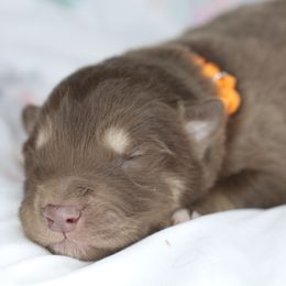 Truffle - Red and white male Alaskan Malamute puppy in Independence, Virginia from New River Valley Malamutes