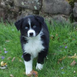 Achilles - Black & white male Australian Shepherd puppy in Quincy, Massachusetts from William's Aussies