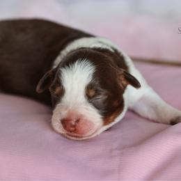 Girl 4 - Red tri-color female Australian Shepherd puppy in Athens, Alabama from SunSet Ranch Aussies
