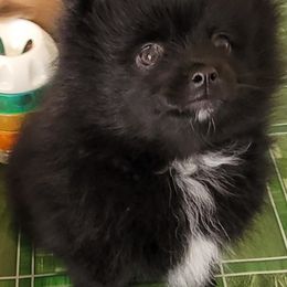 Pomeranian Puppies from Pawsome Poms