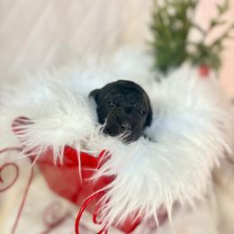 Timber - Black female Bernedoodle puppy in Buda, Illinois from Hamilton Farm Doodles