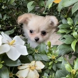 Amore' - Cream and white female Chihuahua puppy in Oklahoma City, Oklahoma from Savvy Chihuahuas of Oklahoma