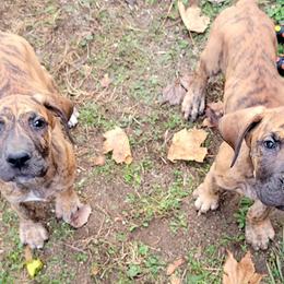 Great Danes from Gemini Danes