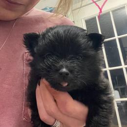 Baby girl - Black female Pomeranian puppy in Adairsville, Georgia from BE North GA Pomeranians