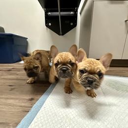 French Bulldog Puppies from Miller Frenchie Farm
