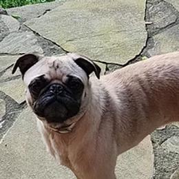 Calla - Pug