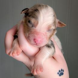 Magnolia - Blue merle female Australian Shepherd puppy in Georgetown, Texas from River Reign Australian Shepherds