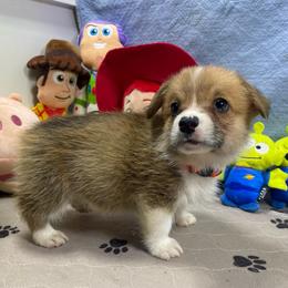 Nick - Red male Pembroke Welsh Corgi puppy in Apison, Tennessee from Ashmore Corgis