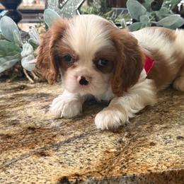 Ashley's Boy 2 - Blenheim male Cavalier King Charles Spaniel puppy in Loco, Oklahoma from Sweet Heart Cavaliers