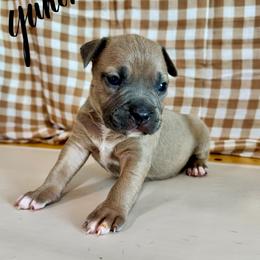 Yukon - Blue fawn male American Pit Bull Terrier puppy in Nine Mile Falls, Washington from Bartin Kennels