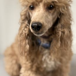 Bridget - Poodle