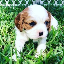 Cavalier King Charles Spaniel Puppies from Jackson's Cavaliers