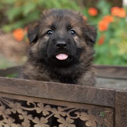 German Shepherd Puppies from Crescent Lake Shepherds