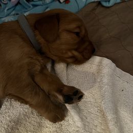 Grey previously Mintgreen - Dark golden male Golden Retriever puppy in Stratton, Colorado from Anam Cara Retrievers
