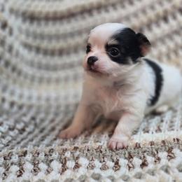 Rudy - Black and white male Chihuahua puppy in Plainfield, Indiana from Abby's Pampered Pooches