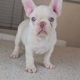 French Bulldogs from Frenchies of WesCo, LLC