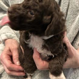 Reesie's - Brown and white female Bernedoodle puppy in Westminster, South Carolina from Goldendoodlepuppiessc